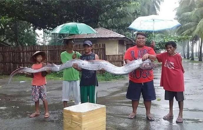 Peixe-remo de quatro metros aparece em praia na Indonésia e desperta medo de abalos; vídeo