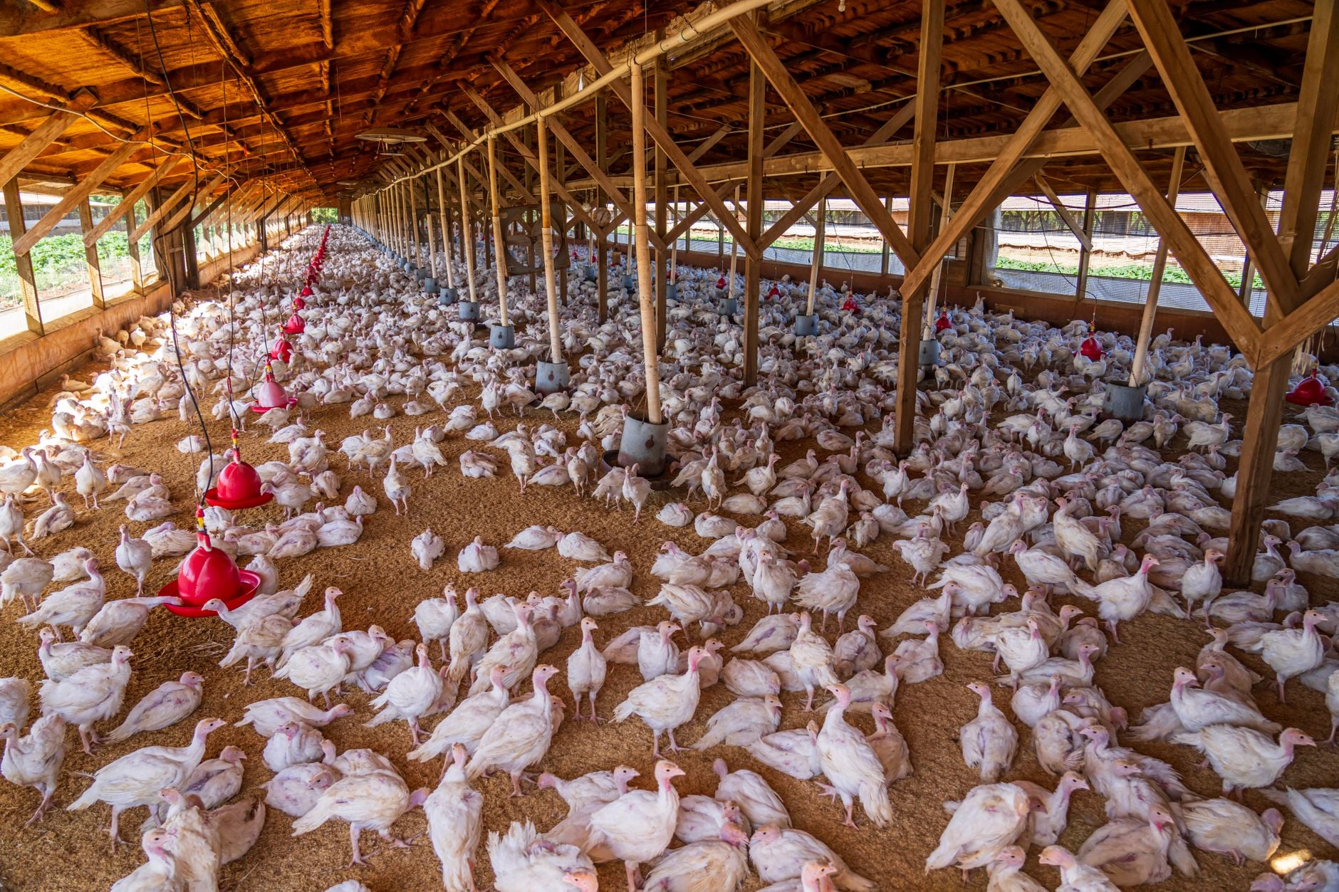 Granja com 6 mil aves é interditada em Santa Catarina após confirmação de doença de Newcastle