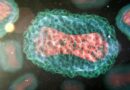 Cientistas preocupados com descoberta de nova cepa mutante da varíola dos macacos com potencial pandêmico