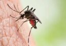 América Latina em situação de emergência devido explosões de casos de dengue