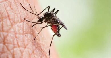 América Latina em situação de emergência devido explosões de casos de dengue