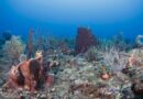 Calor recorde nos oceanos vai provocar a maior crise global de corais de todos os tempos