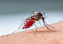 Brasil bate a marca preocupante de mais de 4 milhões de casos de dengue em 2024