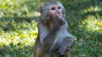 Autoridades dos EUA preocupadas com o surgimento da varíola dos macacos mais letal