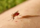 Saúde alerta: febre oropouche se espalha pelo Brasil