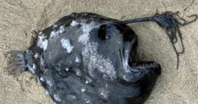 Peixes incomuns de águas profundas encontrados na costa dos EUA