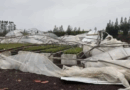 Tornado surpreende cidade do RS e deixa centenas de residências sem telhados