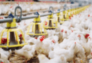 Minas Gerais decreta emergência sanitária animal após primeiro caso de gripe aviária