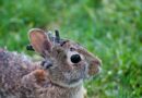 Cientistas alertam: praga de “coelhos Frankenstein” nos EUA pode expor humanos a doenças graves