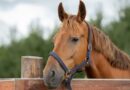 Brasil identifica primeiros casos humanos de encefalite equina venezuelana