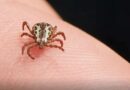 Febre maculosa faz novas vítimas fatais em Minas Gerais
