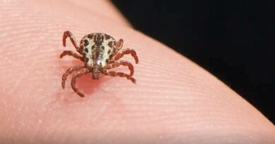 Febre maculosa faz novas vítimas fatais em Minas Gerais