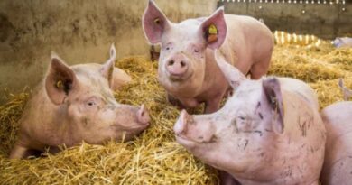 Espanha em alerta após surto de peste suína africana, que não ocorria há anos; países  suspendem a importação de carnes