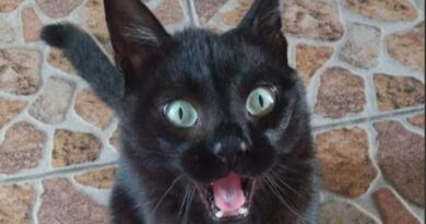 Gato Pretinho, conhecido por suas figurinhas apocalípticas virais no WhatsApp, morre em SC