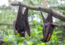 Vírus Nipah deixa uma vítima fatal em Bangladesh em meio a preocupações em portos e aeroportos na Ásia