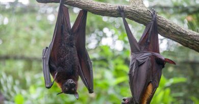 Vírus Nipah deixa uma vítima fatal em Bangladesh em meio a preocupações em portos e aeroportos na Ásia