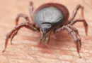 Novo vírus transmitido por parasita é descoberto na China após investigação de sintomas misteriosos
