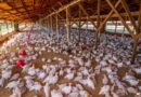 Granja com 6 mil aves é interditada em Santa Catarina após confirmação de doença de Newcastle