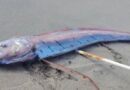 Aparição do peixe-remo na costa de país da América do Sul vira motivo de preocupação com mau presságio Aparição do peixe-remo na costa de país da América do Sul vira motivo de preocupação com mau presságio